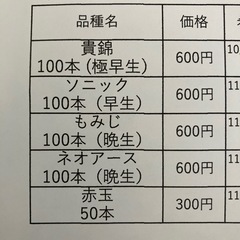 玉葱苗予約販売の画像
