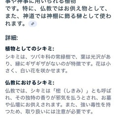 ヒサカキ（花榊）お盆用、お供え用、お墓参り用にいかがですか？の画像