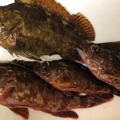 ⭐︎新鮮⭐︎　キス　カサゴの画像