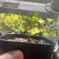 オペルクリカリアパキプス 根ざし発根1株 受け渡し予定者が決まりました。の画像