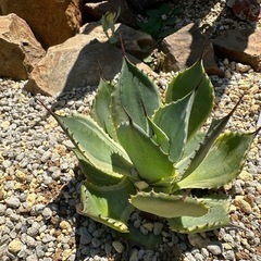 アガベの画像