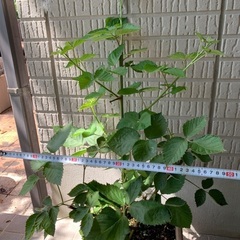無農薬栽培トゲ無しブラックベリー大きな苗の画像