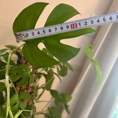 ヒメモンステラ　支柱仕立ての画像