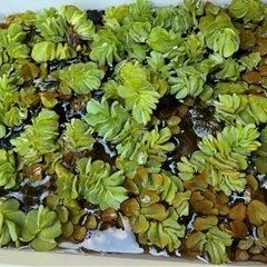 水草の画像