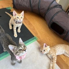 キジ猫チャトラ兄妹