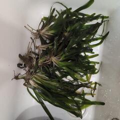 水草、バリスネリアスピラリス、１０株セット。水槽のレイアウトに。の画像
