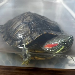 【取引中】ミドリガメ🐢里親募集