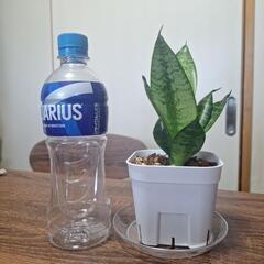 サンスベリア　　Bの画像
