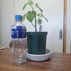 ウンベラータの画像