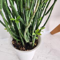【処分物】ユーフォルビア・フォスフォレア（Euphorbia phosphorea）の画像
