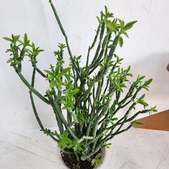 【処分物】ユーフォルビア・フォスフォレア（Euphorbia phosphorea）の画像