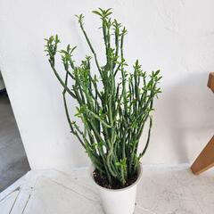 【処分物】ユーフォルビア・フォスフォレア（Euphorbia phosphorea）の画像