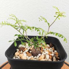 オペルクリカリア　パキプス　Operculicarya pach...