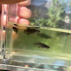 メダカ：ブラックダイヤ光体型の画像