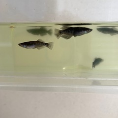 メダカ：ブラックダイヤ光体型の画像