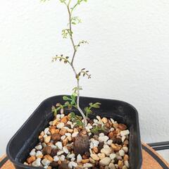 オペルクリカリア　パキプス　Operculicarya pach...