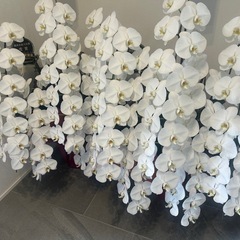 胡蝶蘭　1鉢 の画像