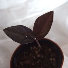 ザミオクルカス　レイヴン　芋付きミニ苗　黒葉タイプの画像