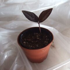 ザミオクルカス　レイヴン　芋付きミニ苗　黒葉タイプの画像