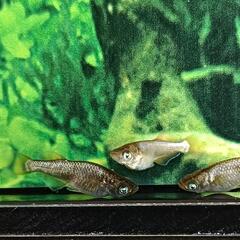 【ダユメダカ】橙　オス1メス2　全匹両目アースアイ　若魚サイズ　の画像