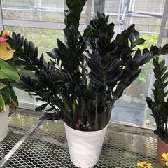 ザミオクルカス　レイヴン　芋付きミニ苗　黒葉タイプの画像