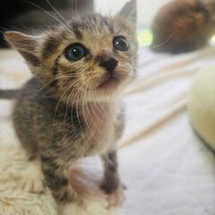 キジシロ②