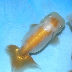 らんちゅう二歳魚
の画像