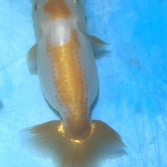 らんちゅう二歳魚
の画像