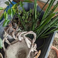 植木鉢　植物差し上げますの画像
