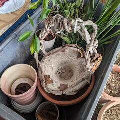 植木鉢　植物差し上げますの画像