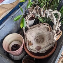 植木鉢　植物差し上げますの画像