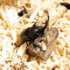 天然の国産カブトムシの画像