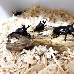 天然の国産カブトムシの画像