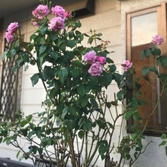 とてもいい香りのする薔薇の苗の画像