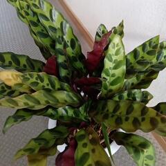 カラテア　観葉植物の画像