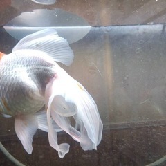 金魚　２匹の画像