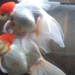 金魚　２匹の画像