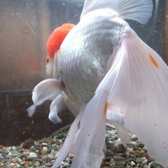 金魚　２匹の画像