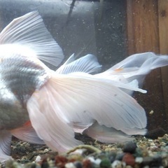 金魚　２匹の画像
