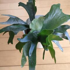 コウモリラン　ビカクシダ　観葉植物の画像