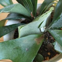 コウモリラン　ビカクシダ　観葉植物の画像