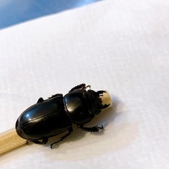小さなクワガタ🪵先着の画像