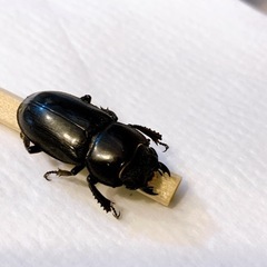 小さなクワガタ🪵先着の画像