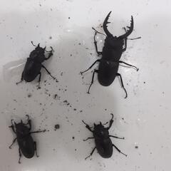 天然採取個体、ノコギリクワガタ、雄１匹、メス3匹セット、産卵用個体。の画像