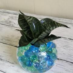 🌿清涼感あるサンスベリア15cm🌿観葉植物🌿の画像