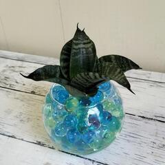🌿清涼感あるサンスベリア15cm🌿観葉植物🌿の画像