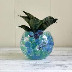 🌿清涼感あるサンスベリア15cm🌿観葉植物🌿の画像