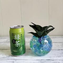 🌿清涼感あるサンスベリア15cm🌿観葉植物🌿の画像