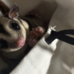 フクロモモンガ（オス 4ヶ月）