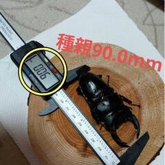 100%  正真正銘(yasukong)氏の能勢YG866系の血筋の累代幼虫を販売します。yasukong氏の血統の血しか入っていません！3匹 3000円です。の画像